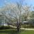 One of our three trees